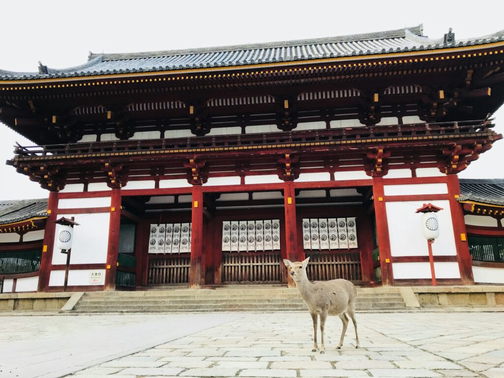 deer in front of a temple in Japan