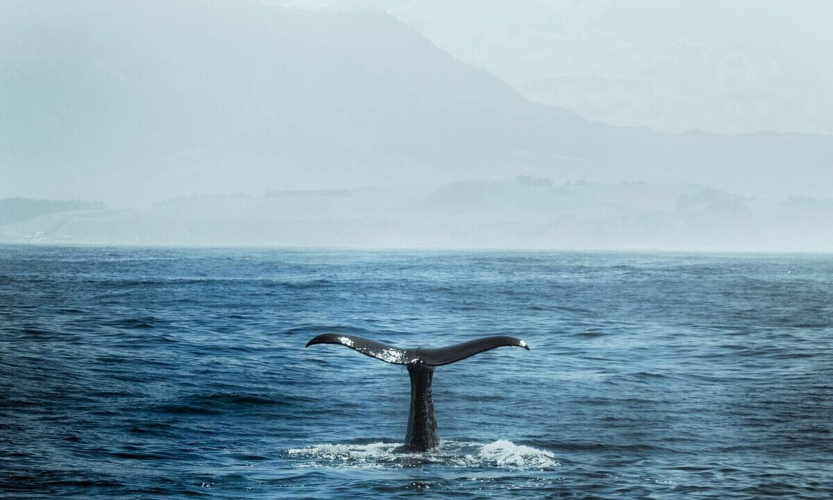 Whale in the ocean